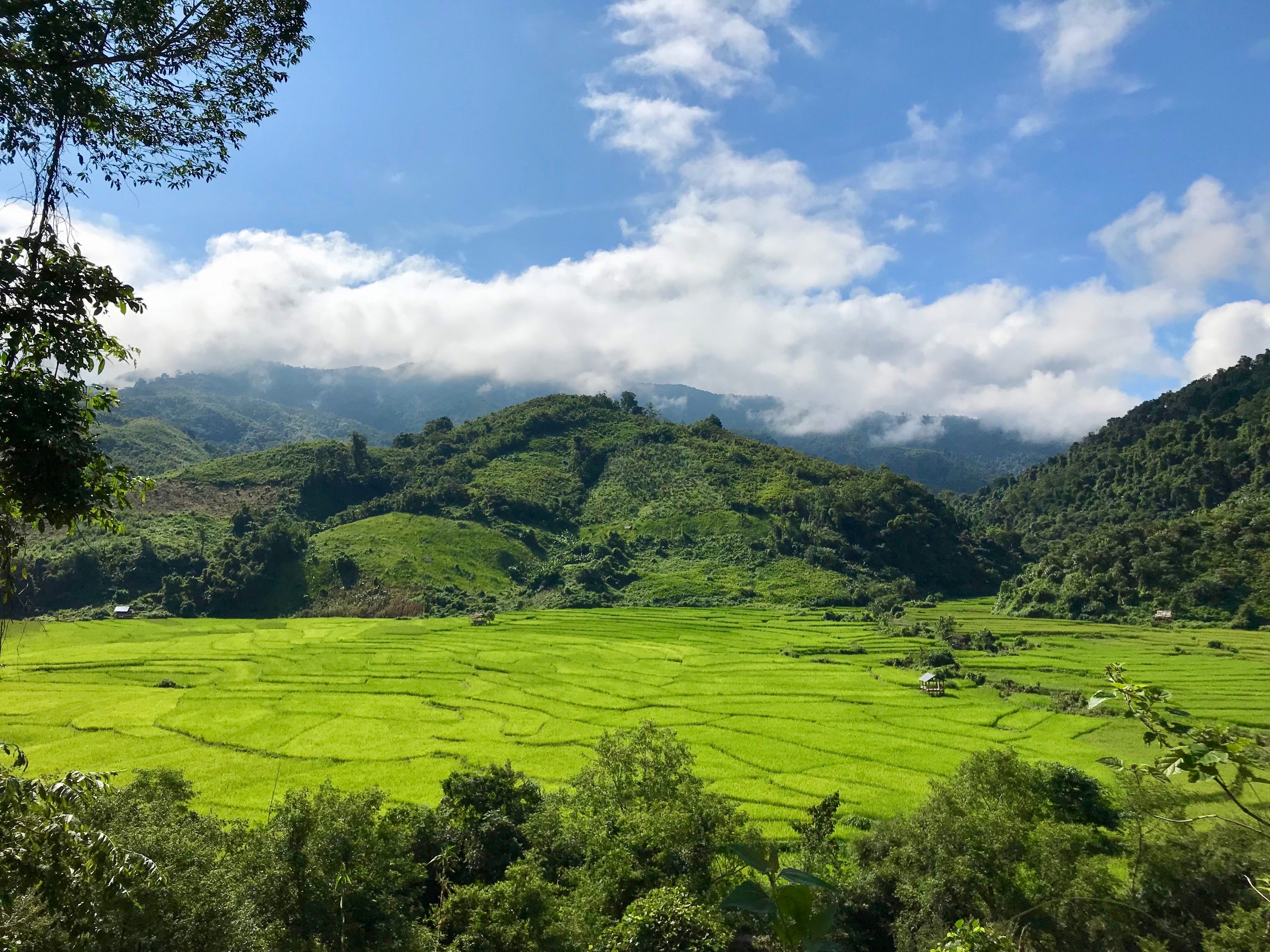 Rice fields